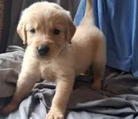 Dewey , a male Golden Retriever for sale in Gamewell, NC – 1 of 7
