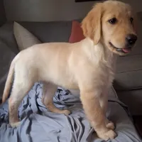 Dotty, a female Golden Retriever for sale in Gamewell, NC – 6 of 6
