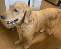 Oh boy!!, a male Golden Retriever for sale in Gamewell, NC – 1 of 2