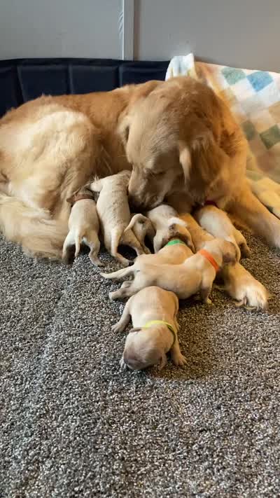 Hope, a female Golden Retriever for sale in Gamewell, NC – 7 of 7