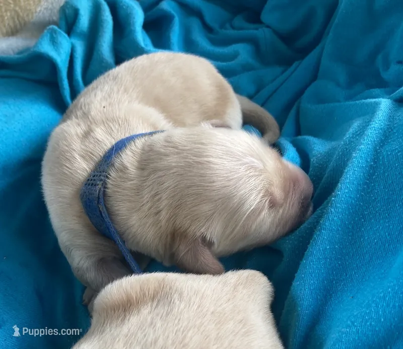 Moses – Golden Retriever puppy for sale in Gamewell, NC