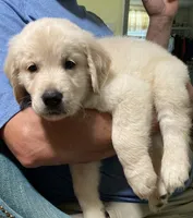 Reserve now, a male Golden Retriever for sale in Gamewell, NC – 1 of 1