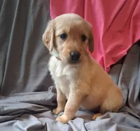 Luna, a female Golden Retriever for sale in Gamewell, NC – 2 of 4