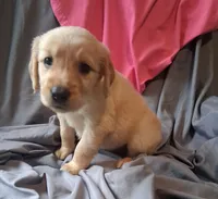 Luna, a female Golden Retriever for sale in Gamewell, NC – 1 of 4
