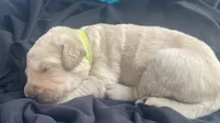 Daisy , a female Golden Retriever for sale in Gamewell, NC – 4 of 7
