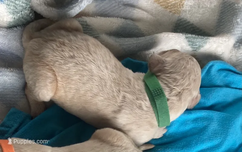 Jake – Golden Retriever puppy for sale in Gamewell, NC