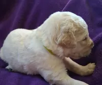 Daisy , a female Golden Retriever for sale in Gamewell, NC – 3 of 7