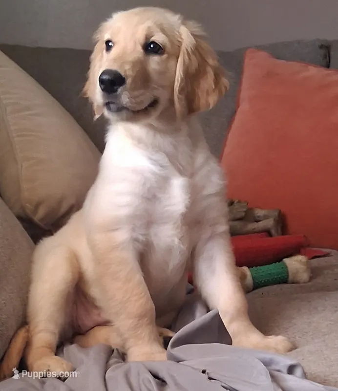 Dotty – Golden Retriever puppy for sale in Gamewell, NC
