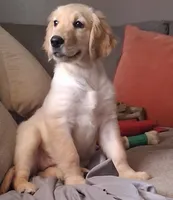 Dotty, a female Golden Retriever for sale in Gamewell, NC – 1 of 6