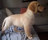 Dotty, a female Golden Retriever for sale in Gamewell, NC – 5 of 6