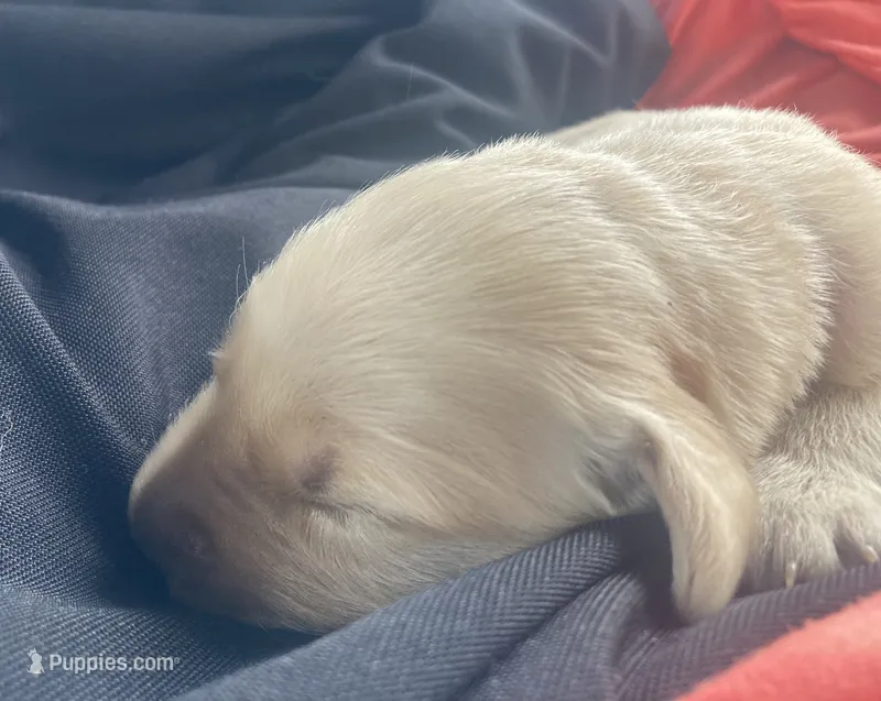 Hope – Golden Retriever puppy for sale in Gamewell, NC