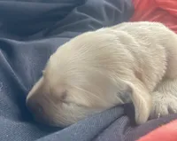 Hope, a female Golden Retriever for sale in Gamewell, NC – 3 of 7