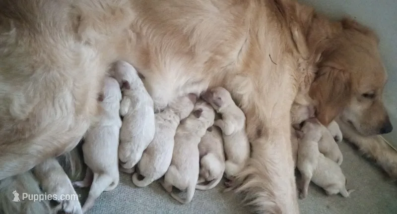 New arrivals  – Golden Retriever puppy for sale in Gamewell, NC