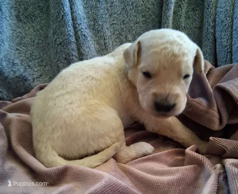 Dewey  – Golden Retriever puppy for sale in Gamewell, NC