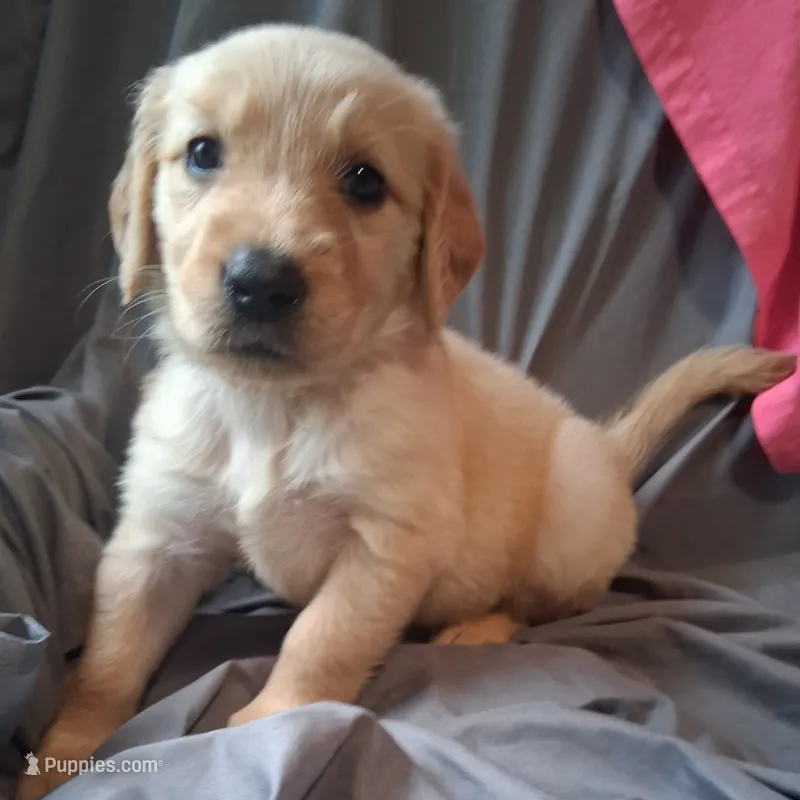 Luna – Golden Retriever puppy for sale in Gamewell, NC