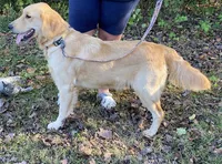 Dotty, a female Golden Retriever for sale in Gamewell, NC – 2 of 2