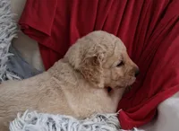 Daisy , a female Golden Retriever for sale in Gamewell, NC – 2 of 7