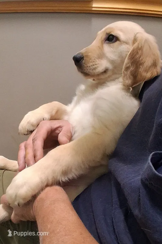 Dotty – Golden Retriever puppy for sale in Gamewell, NC