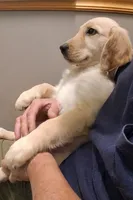 Dotty, a female Golden Retriever for sale in Gamewell, NC – 1 of 2