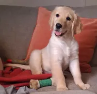 Dotty, a female Golden Retriever for sale in Gamewell, NC – 2 of 6