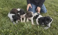 X. M2, a male German Shorthaired Pointer for sale in Argonne, WI – 4 of 6