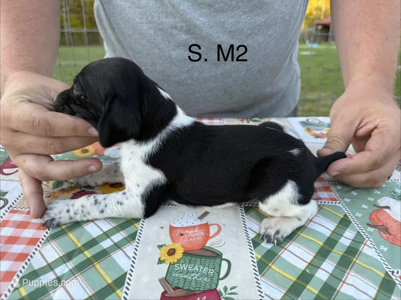 S. M2 – German Shorthaired Pointer puppy for sale in Argonne, WI