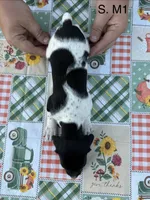 S. M1, a male German Shorthaired Pointer for sale in Argonne, WI – 3 of 6