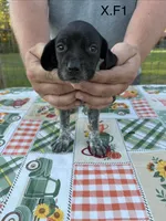X. F1, a female German Shorthaired Pointer for sale in Argonne, WI – 3 of 6
