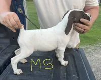 M5, a female German Shorthaired Pointer for sale in Argonne, WI – 1 of 3
