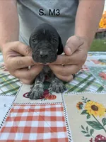 S. M3, a male German Shorthaired Pointer for sale in Argonne, WI – 2 of 6