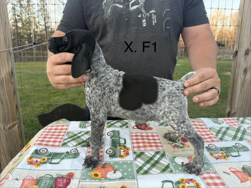 X. F1 – German Shorthaired Pointer puppy for sale in Argonne, WI