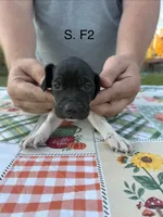 S. F2, a female German Shorthaired Pointer for sale in Argonne, WI – 2 of 6