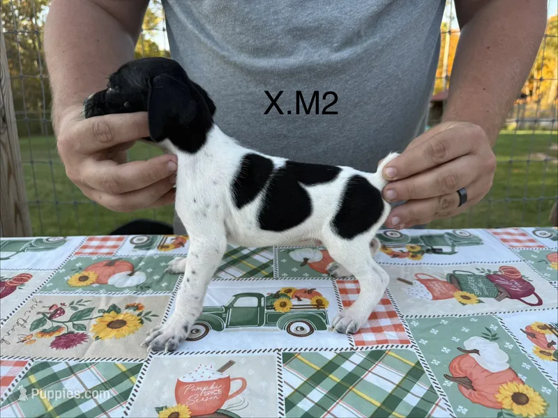 X. M2 – German Shorthaired Pointer puppy for sale in Argonne, WI