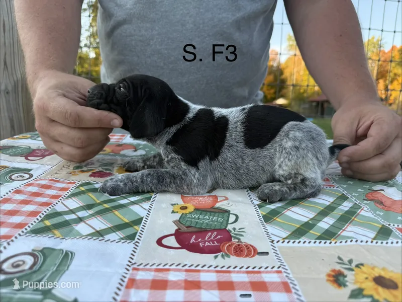 S. F3 – German Shorthaired Pointer puppy for sale in Argonne, WI