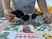 S. F3, a female German Shorthaired Pointer for sale in Argonne, WI – 1 of 6