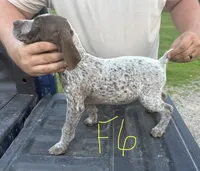 F6, a female German Shorthaired Pointer for sale in Argonne, WI – 3 of 3