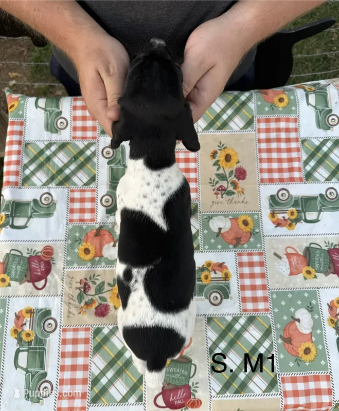 S. M1 – German Shorthaired Pointer puppy for sale in Argonne, WI