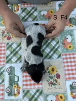 S. F4, a female German Shorthaired Pointer for sale in Argonne, WI – 3 of 6