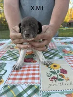 X. M1, a female German Shorthaired Pointer for sale in Argonne, WI – 2 of 6