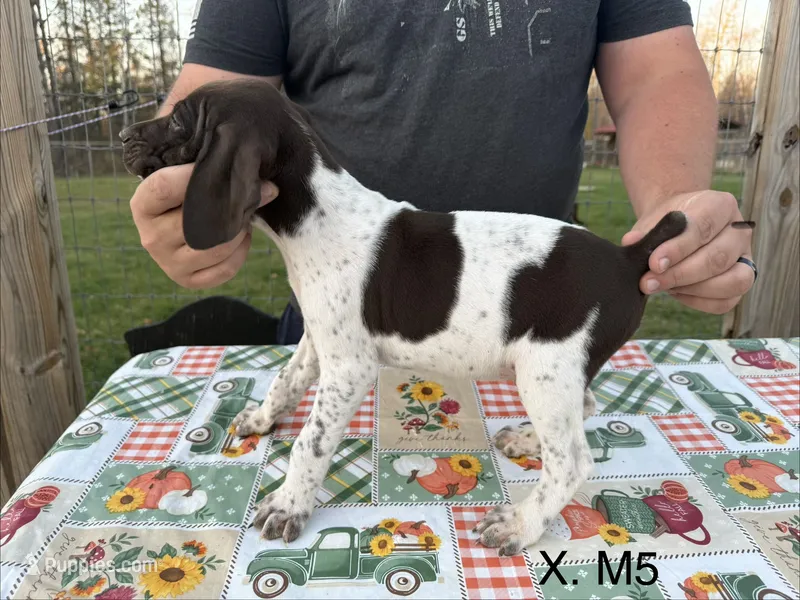X. M5 – German Shorthaired Pointer puppy for sale in Argonne, WI