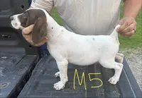 M5, a female German Shorthaired Pointer for sale in Argonne, WI – 2 of 3