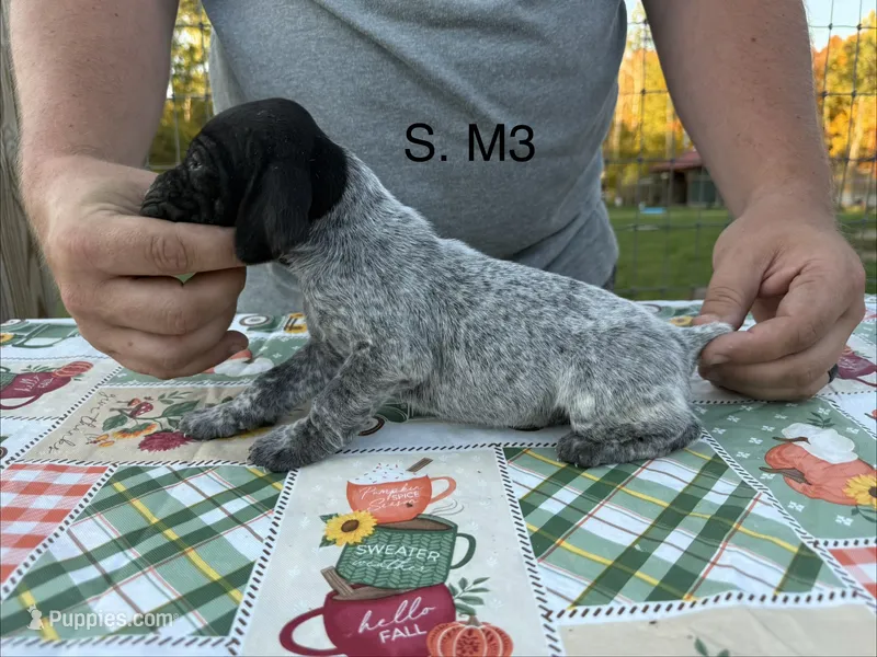 S. M3 – German Shorthaired Pointer puppy for sale in Argonne, WI