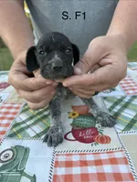 S. F1, a female German Shorthaired Pointer for sale in Argonne, WI – 2 of 6