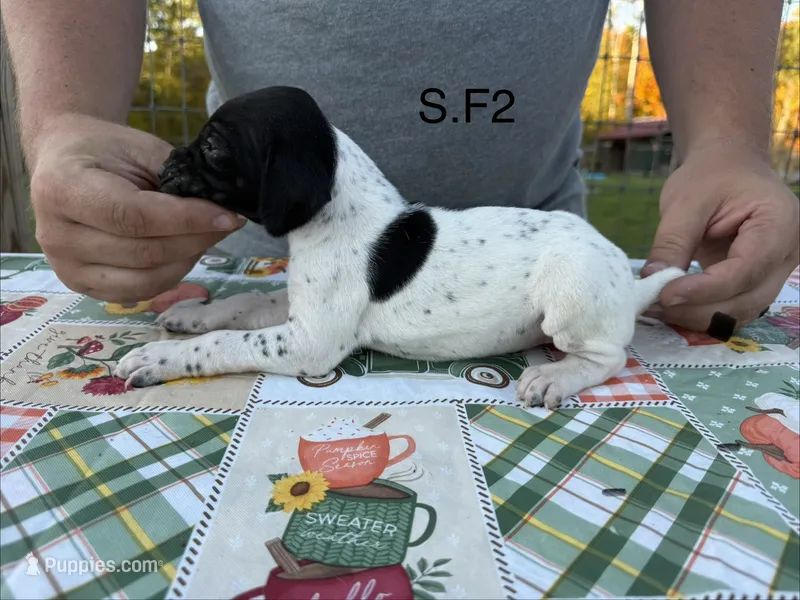 S. F2 – German Shorthaired Pointer puppy for sale in Argonne, WI