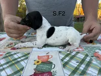 S. F2, a female German Shorthaired Pointer for sale in Argonne, WI – 1 of 6
