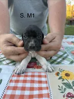S. M1, a male German Shorthaired Pointer for sale in Argonne, WI – 2 of 6