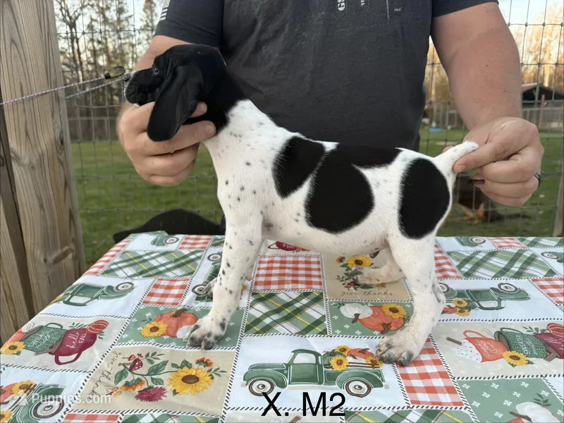 X. M2 – German Shorthaired Pointer puppy for sale in Argonne, WI