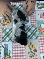 S. F3, a female German Shorthaired Pointer for sale in Argonne, WI – 3 of 6