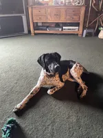 S. F1, a female German Shorthaired Pointer for sale in Argonne, WI – 6 of 6