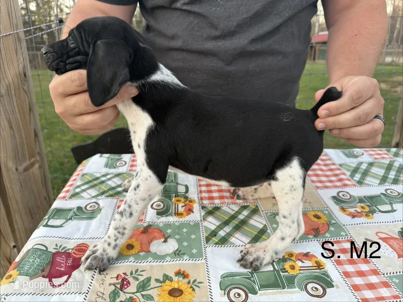 S. M2 – German Shorthaired Pointer puppy for sale in Argonne, WI